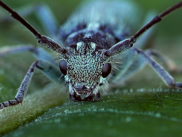 vrzúnik (sk) / kozlíček kovolesklý (cz) Phytoecia caerulescens Scopoli, 1763