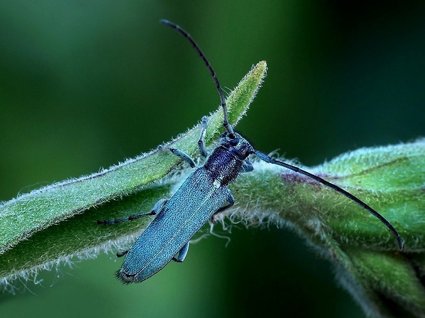 vrzúnik (sk) / kozlíček kovolesklý (cz) Phytoecia caerulescens Scopoli, 1763