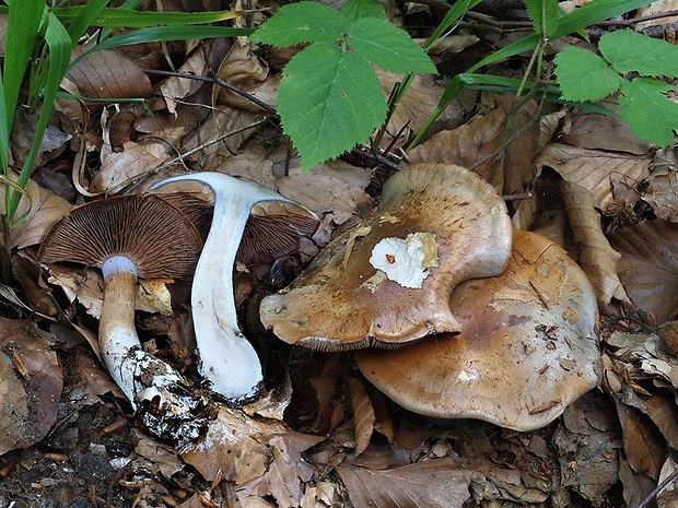 pavučinovec modrejúci Cortinarius boreicyanites  Kytöv., Liimat., Niskanen & A.F.S. Taylor