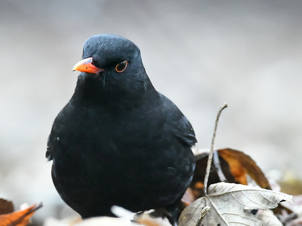 drozd čierný Turdus merula