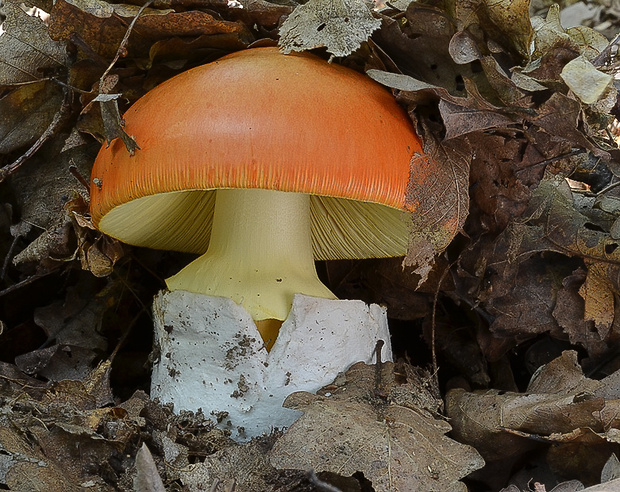 muchotrávka cisárska Amanita caesarea (Scop.) Pers.