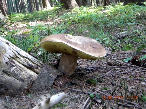 hríb smrekový Boletus edulis Bull.