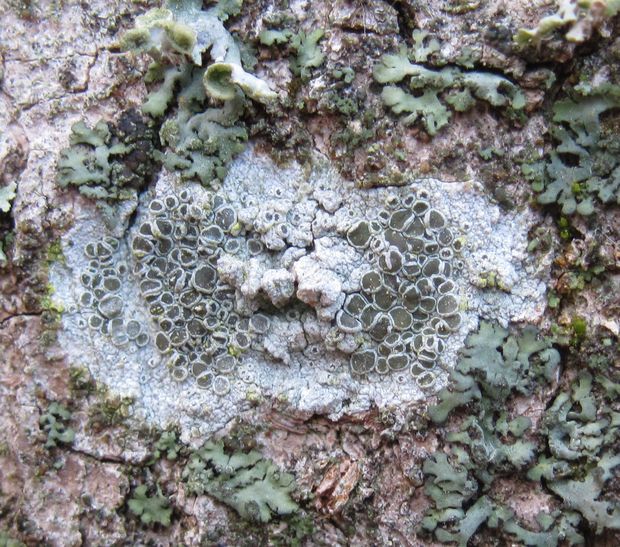 lekanora Lecanora sp.