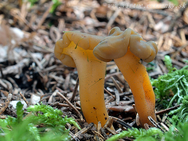 klincovka slizká Leotia lubrica (Scop.) Pers.