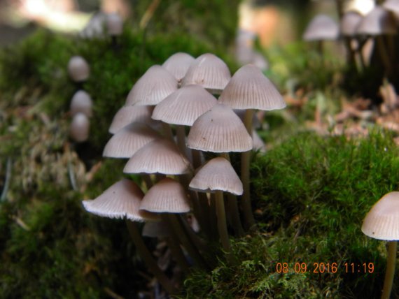 prilbička Mycena pseudopicta (J.E. Lange) Kühner