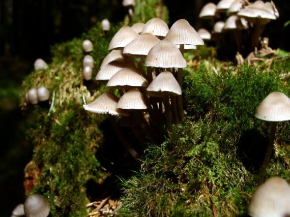 prilbička Mycena pseudopicta (J.E. Lange) Kühner