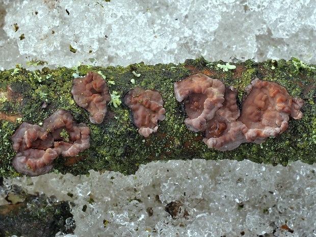 kornatka dubová Peniophora quercina (Pers.) Cooke