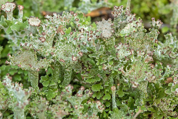 dutohlávka rožkatá Cladonia cervicornis (Ach.) Flot.