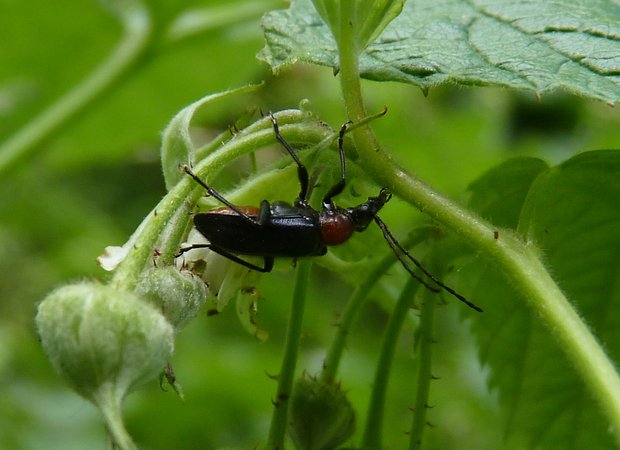 fuzáč  Acmaeops collaris