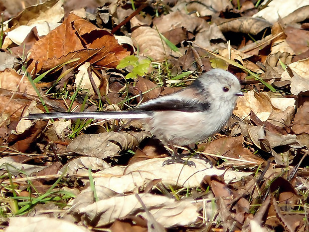 mlynárka dlhochvostá Aegithalos caudatus