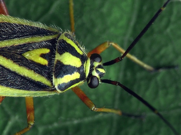 bzdôška (sk) / klopuška tygrovaná (cz) Brachycoleus decolor Reuter, 1887