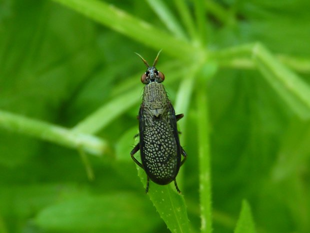 rohačka / vláhomilka  Coremacera marginata