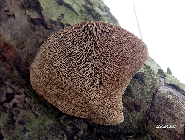 sieťkovček červenkastý Daedaleopsis confragosa (Bolton) J. Schröt.