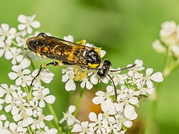 piliarka Macrophya montana ♂