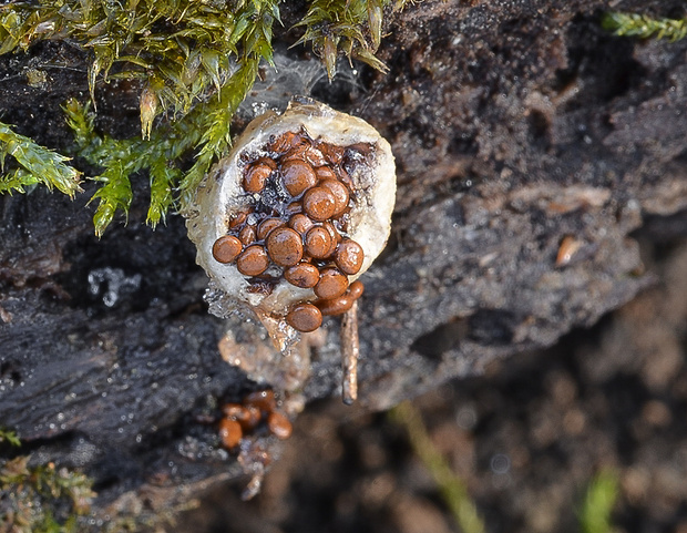 hniezdovec deformovaný Nidularia deformis (Willd.) Fr.