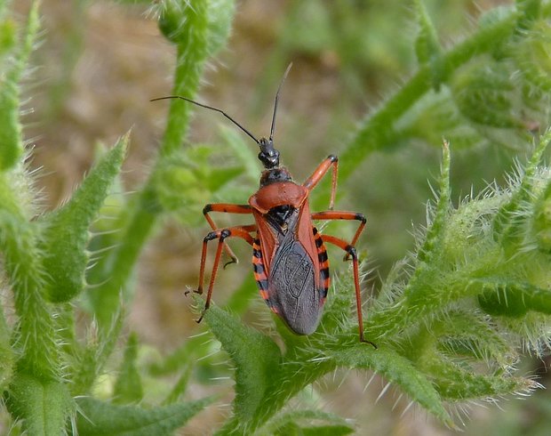 zákernica červená / zákeřnice červená Rhynocoris iracundus