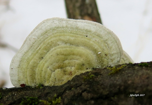 trúdnikovec chlpatý Trametes hirsuta (Wulfen) Lloyd