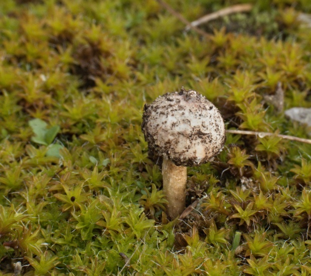 stopkovec zimný Tulostoma brumale Pers.