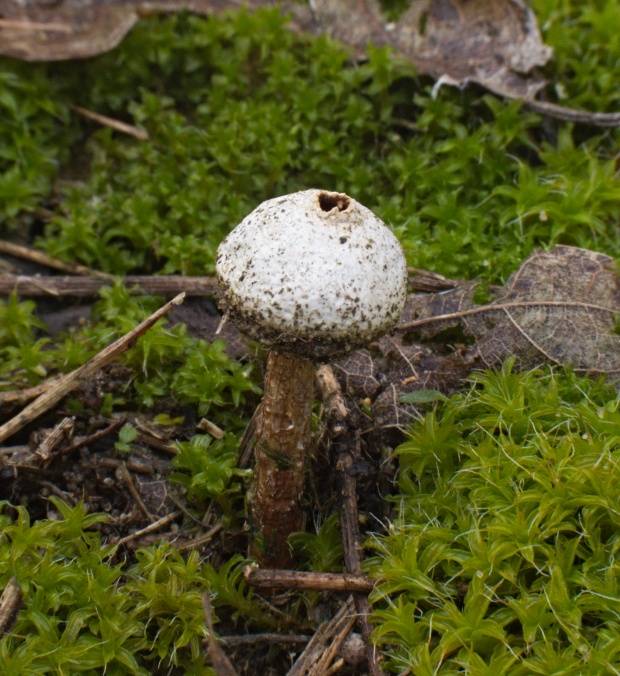 stopkovec vláknitý Tulostoma fimbriatum Fr.