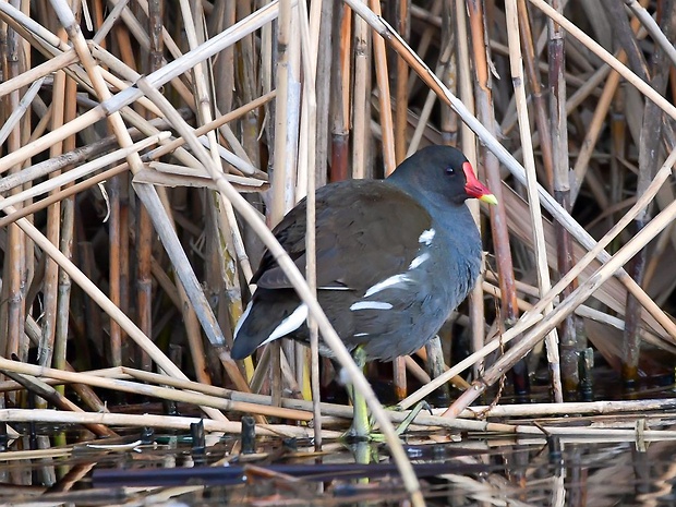 sliepočka vodná  Gallinula chloropus