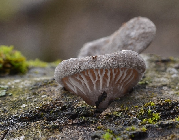 lastúrka plstnatá Hohenbuehelia mastrucata (Fr.) Singer