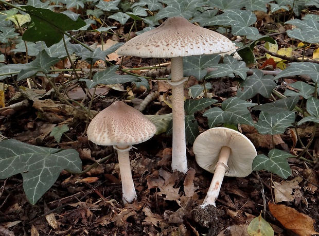 bedľa štíhla Macrolepiota mastoidea (Fr.) Singer