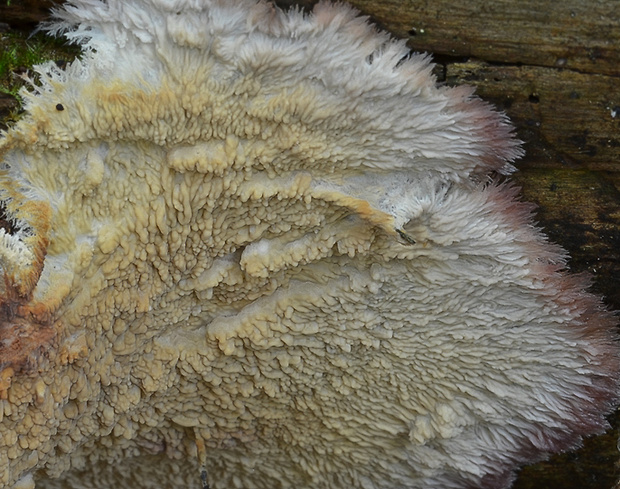 žilnačka pralesná Phlebia centrifuga P. Karst.