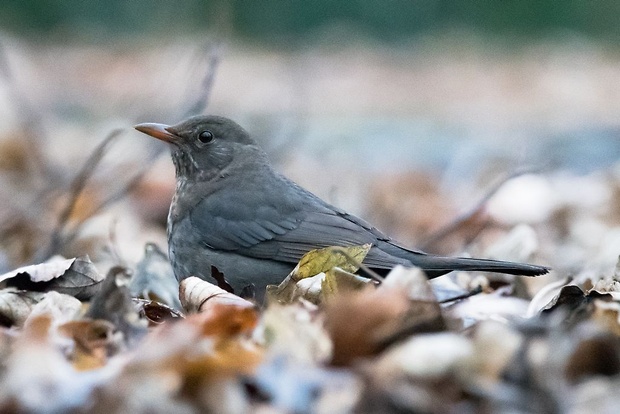 drozd čierný Turdus merula