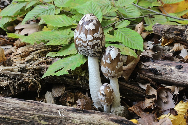 hnojník strakatý Coprinopsis picacea (Bull.) Redhead, Vilgalys & Moncalvo