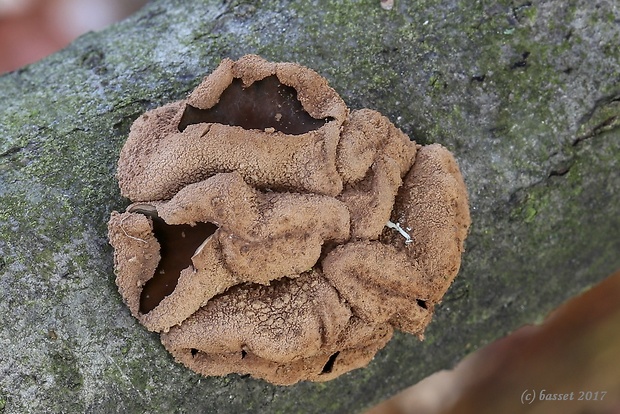 dutinovka otrubnatá Encoelia furfuracea (Roth) P. Karst.