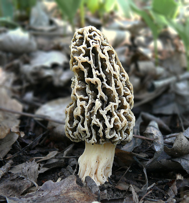 smrčok jedlý Morchella esculenta (L.) Pers.