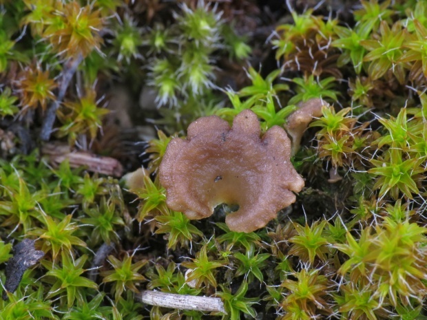 rebrovička lopatkovitá Arrhenia spathulata (Fr.) Redhead