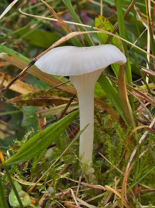 lúčnica snehobiela bledookrová Hygrocybe virginea var. ochraceopallida (P.D. Orton) Boertm.