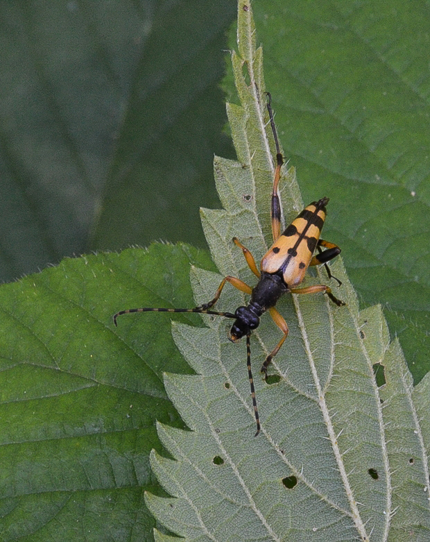 fúzač škvrnitý Leptura maculata Poda, 1761