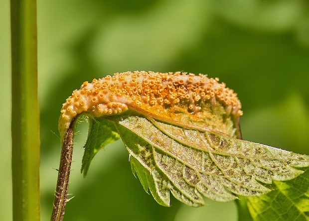 hrdza Puccinia urticata F. Kern