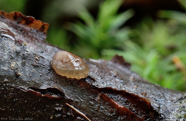 hrubatka Babingtonova Adelphella babingtonii (Berk. & Broome) Pfister, Matočec & I. Kušan