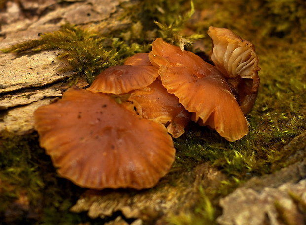 plamienka Flammulina rossica Redhead & R.H. Petersen