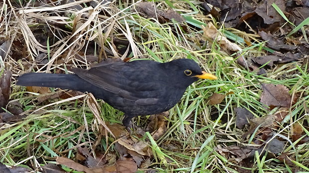 drozd čierny Turdus merula