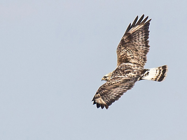 myšiak severský Buteo lagopus