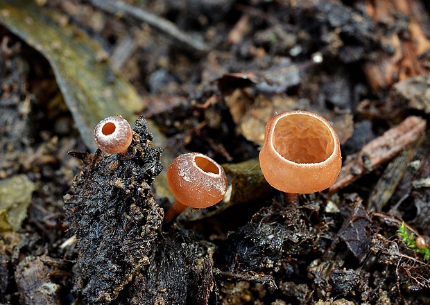 jahňadka obyčajná Ciboria amentacea (Balb.) Fuckel