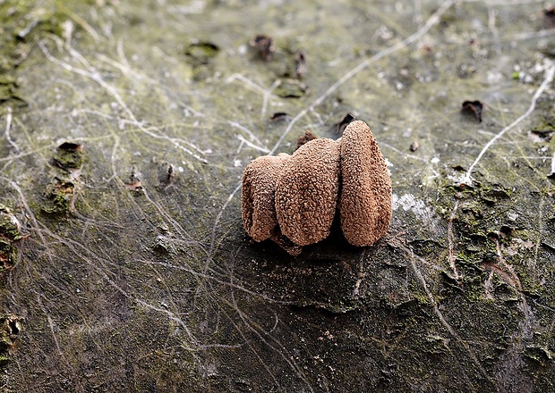 dutinovka otrubnatá Encoelia furfuracea (Roth) P. Karst.