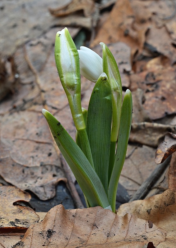 snežienka jarná Galanthus nivalis L.