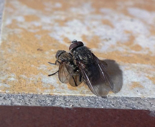 mucha domáca Musca domestica