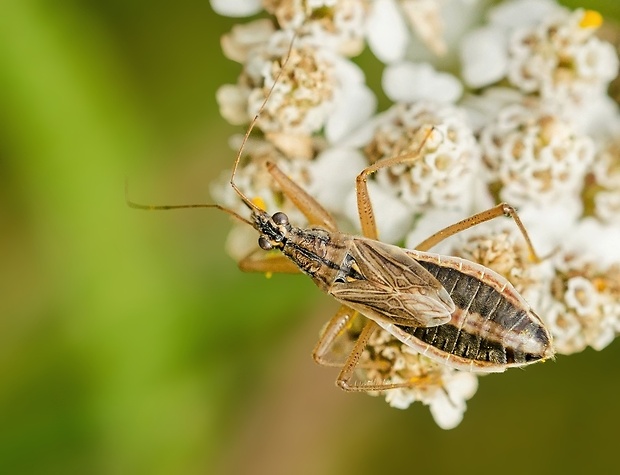 dravček Nabis flavomarginatus ♂