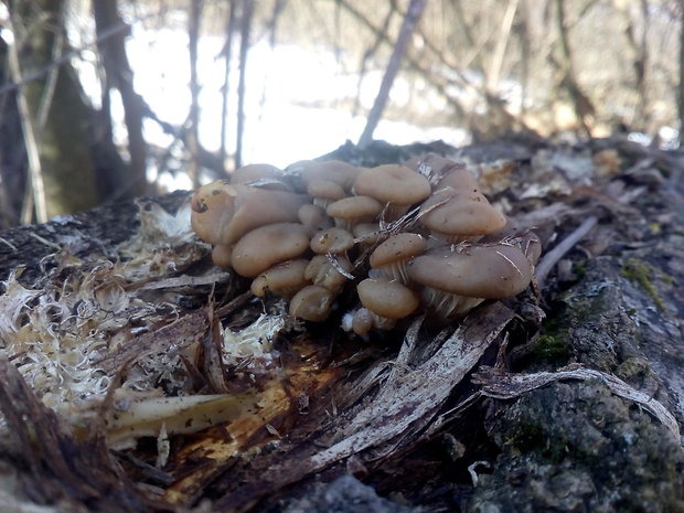 hliva ustricovitá Pleurotus ostreatus (Jacq.) P. Kumm.