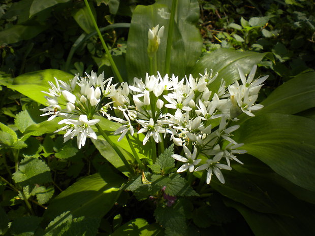 cesnak medvedí Allium ursinum L.