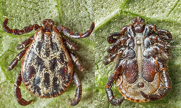 pijak lužný - samec Dermacentor reticulatus  Fabricius, 1794