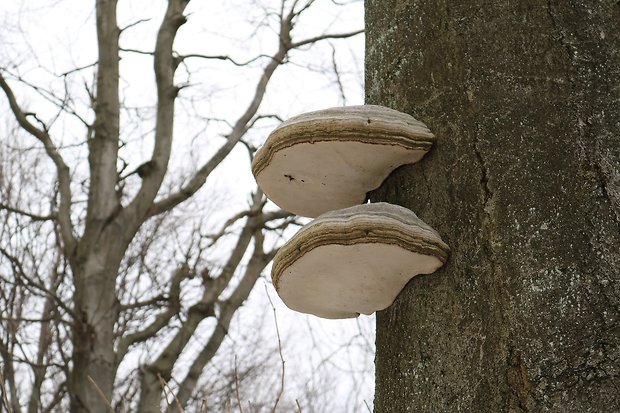 práchnovec kopytovitý Fomes fomentarius (L.) J.J. Kickx