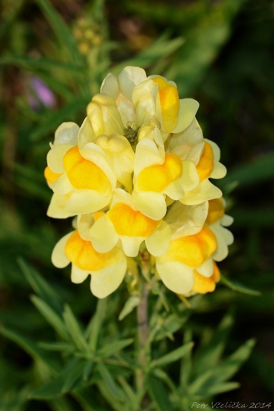 pyštek obyčajný Linaria vulgaris Mill.