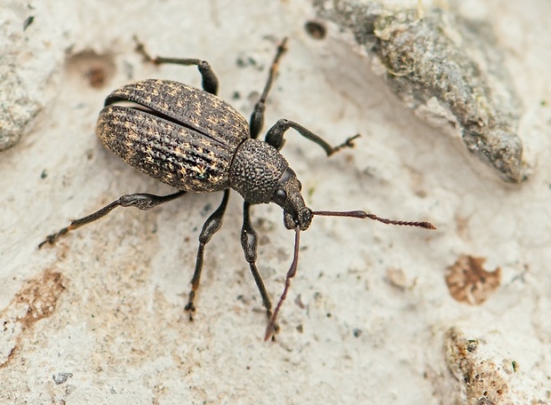 nosánik rýhovaný Otiorhynchus sulcatus